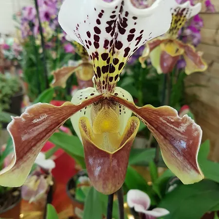 Du Commerce Chez Stephane Roumazières